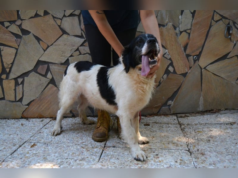 Alarico - Sanfter Gefährte mit gutem Herzen