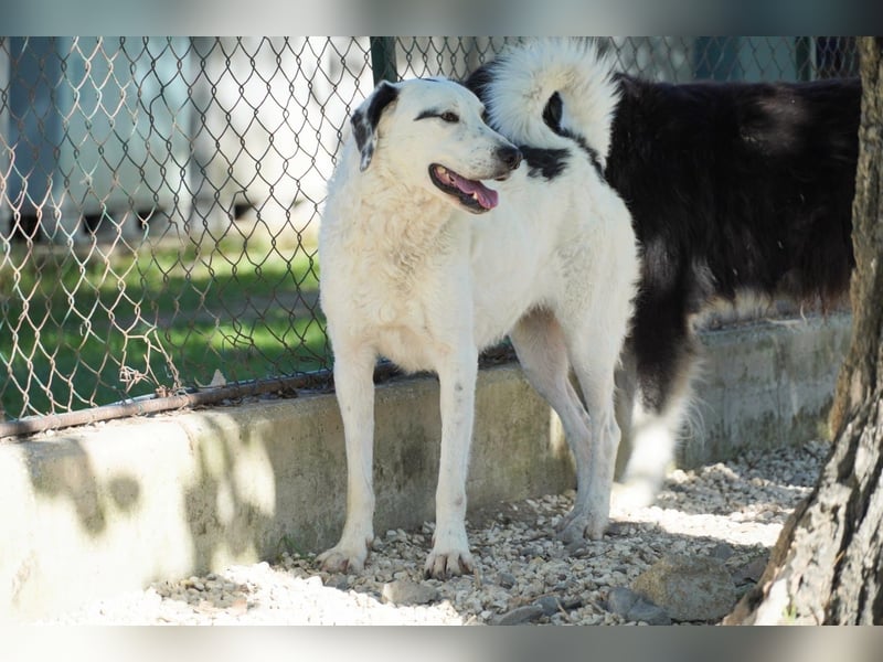 Marni - Dieses Herz hat schon zu lange gewartet