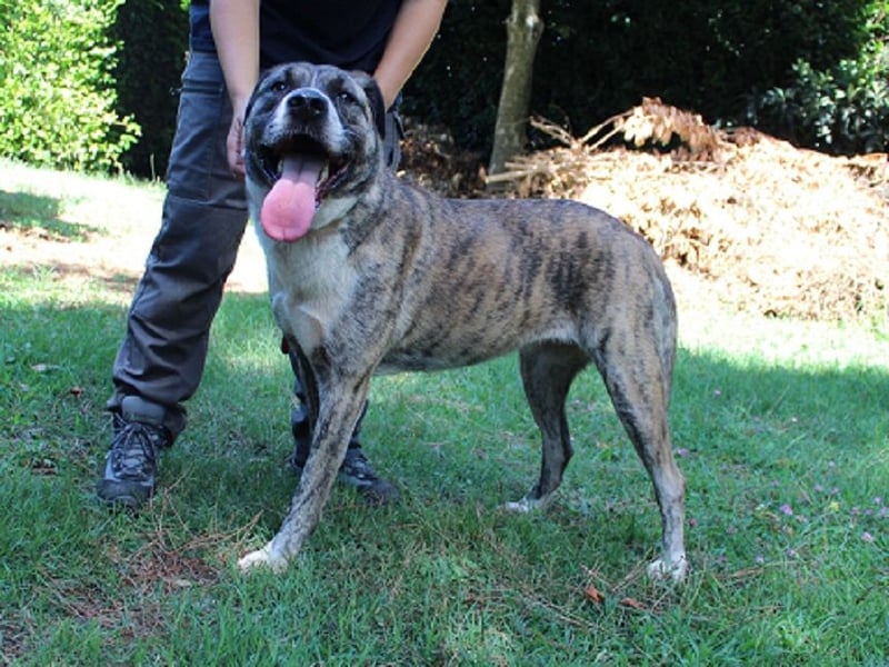 Fionella - Tigerchen sucht Familie