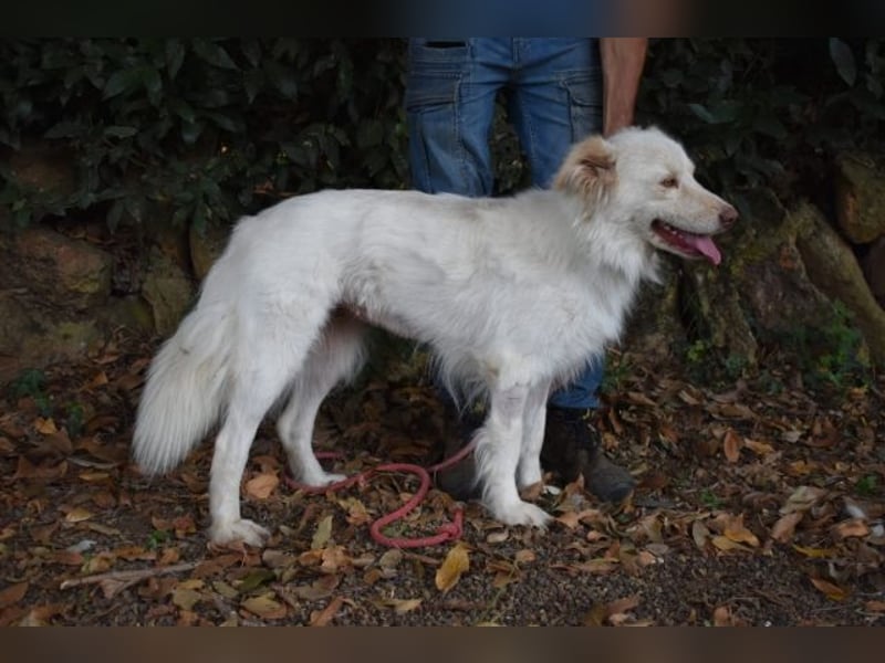 Roxanna - Die Ware Hund
