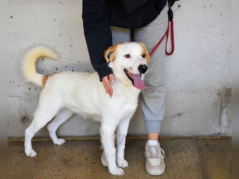 Virgilyo - Wo kommst du her, wo gehst du hin?