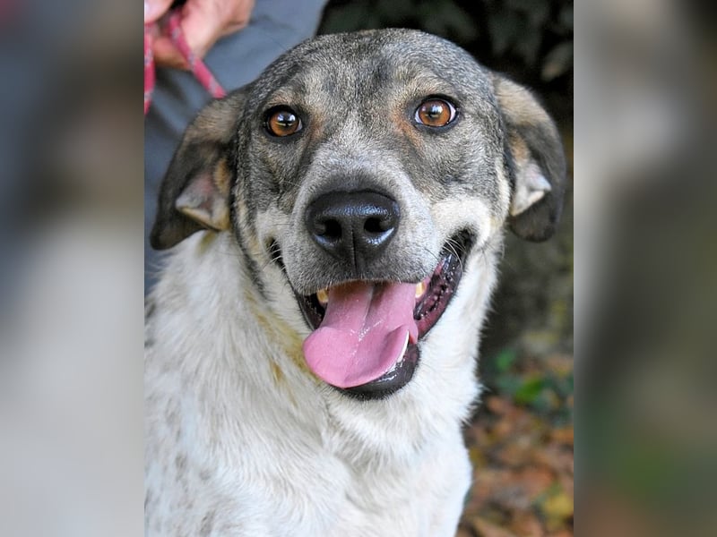 Helder - spricht für sich