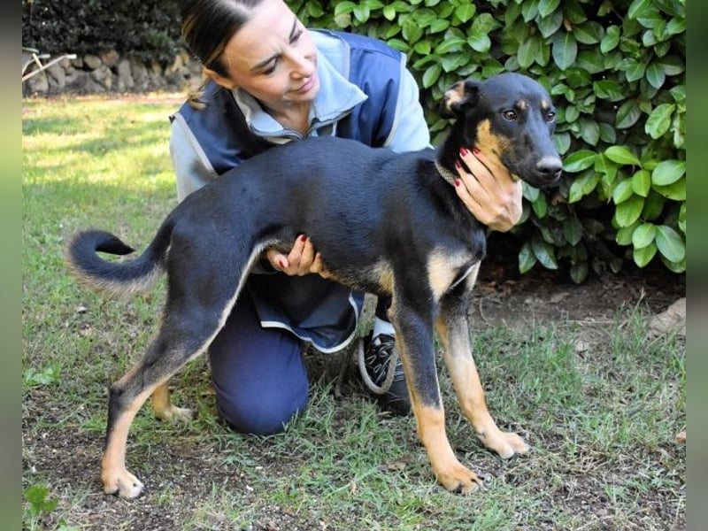 Drifa - vorsichtiges Hundemädchen auf der Suche nach Geborgenheit