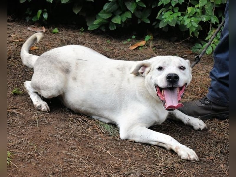 Ottaviano - Fels in der Brandung gesucht!
