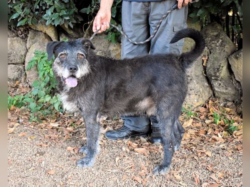 Baldovino - Lieber, großer Kerl fragt: Darf ich zu Dir?