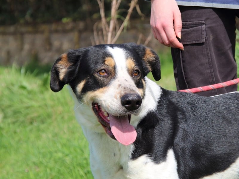 Lillo - Intelligentes Energiebündel sucht Sportsfreunde