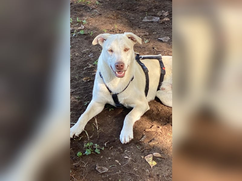 Titanio - (Dringend Pflegestelle oder Zuhause gesucht) Bereit Herzen im Sturm zu erobern