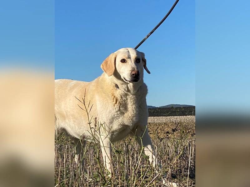 Patty - Vorsichtig auf den Pfoten, groß im Herzen