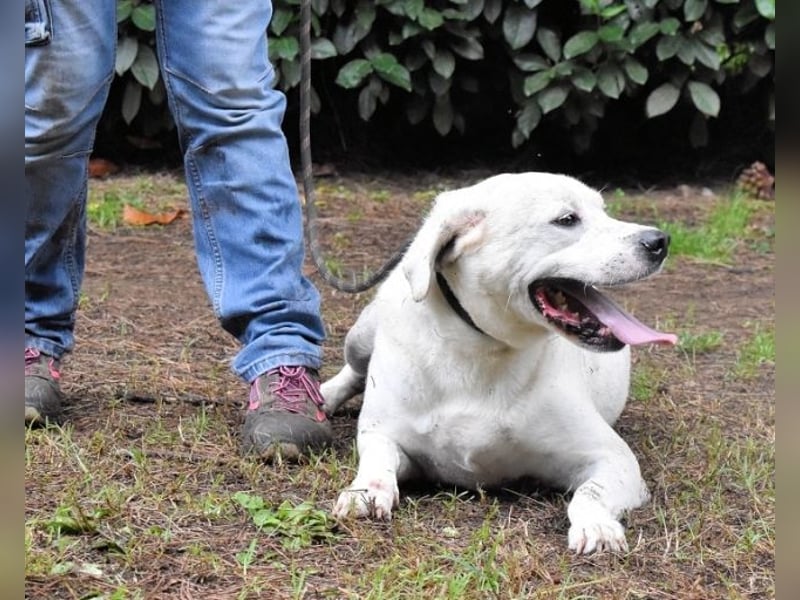 Ottaviano - Fels in der Brandung gesucht!