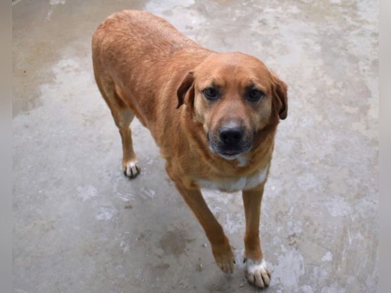 Rainey - sucht sein Pfotenglück!