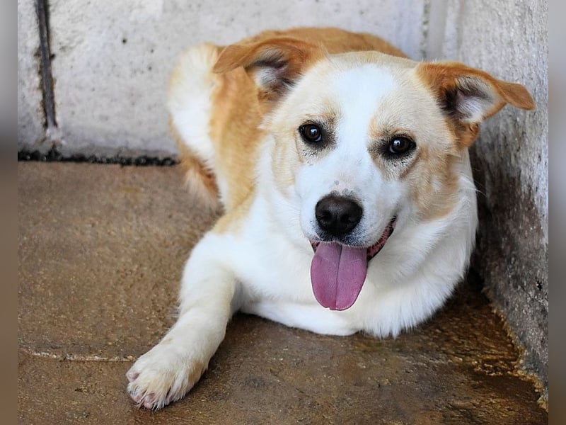 Simbad - Laute Fragen ? Leise Wünsche