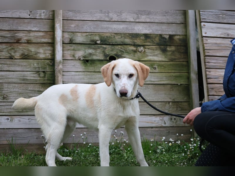 Peppino - (Dringend Zuhause oder Pflegestelle gesucht) Die Welt ist groß, ich will sie mit dir sehen