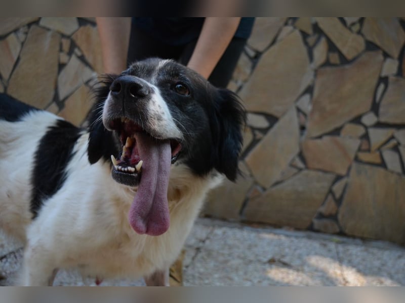 Alarico - Sanfter Gefährte mit gutem Herzen