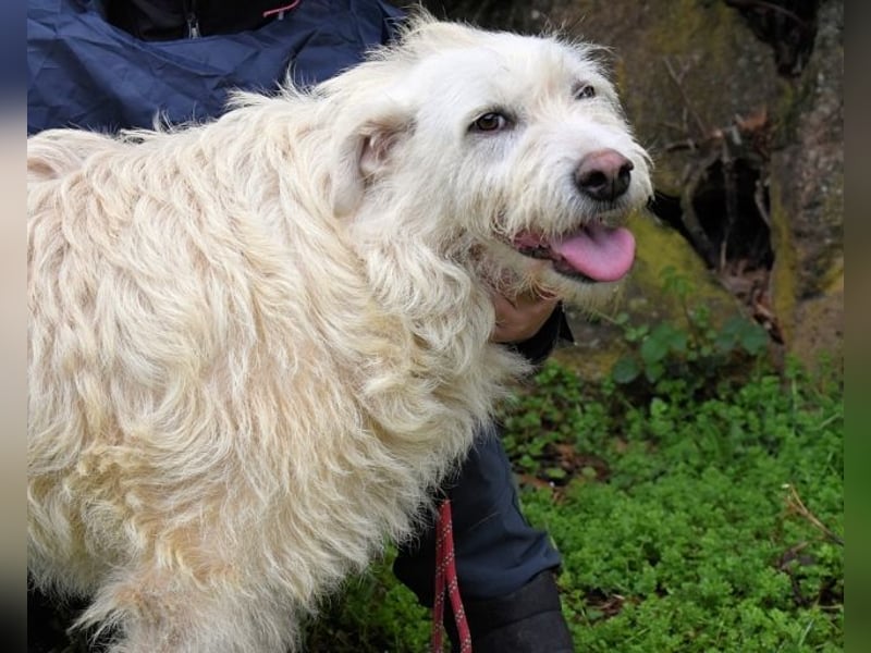 Gatsby - Der große Gatsby sucht seine Daisy