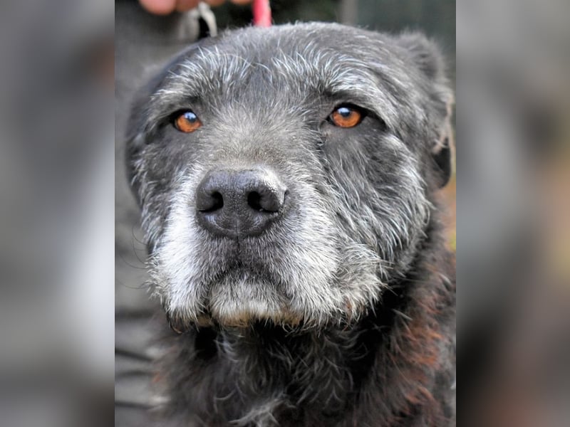 Baldovino - Lieber, großer Kerl fragt: Darf ich zu Dir?