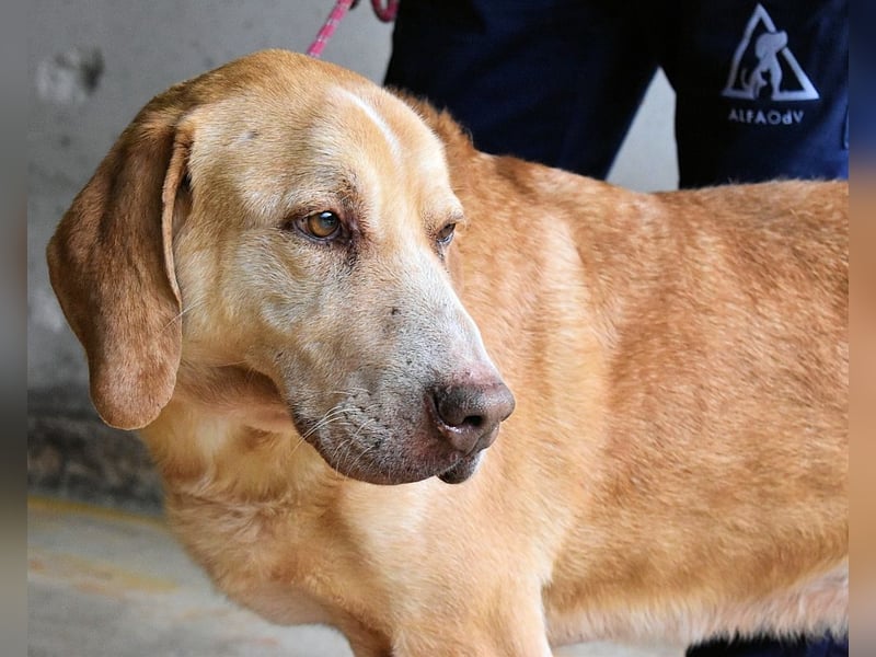 Dioneo - NOTFALL - Zeit heilt hier nichts