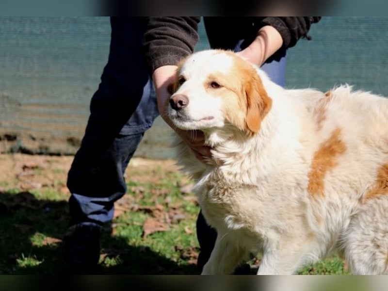 Tish - mit dem wunderschönen Kuschelfell