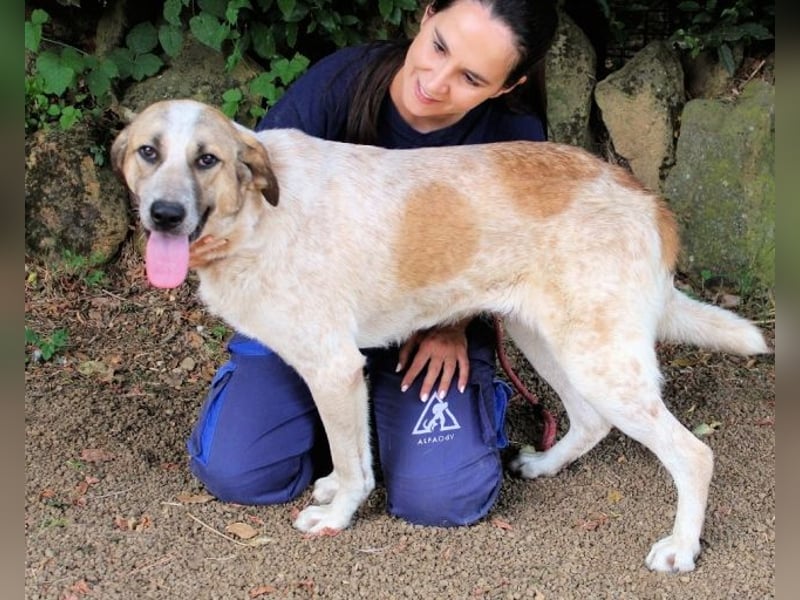 Solidea - 744 Stunden