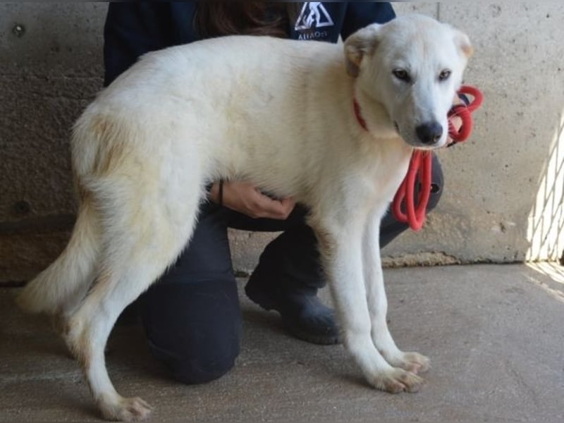 Weeke - Knopfaugen auf der Suche nach einem Lieblingsmenschen