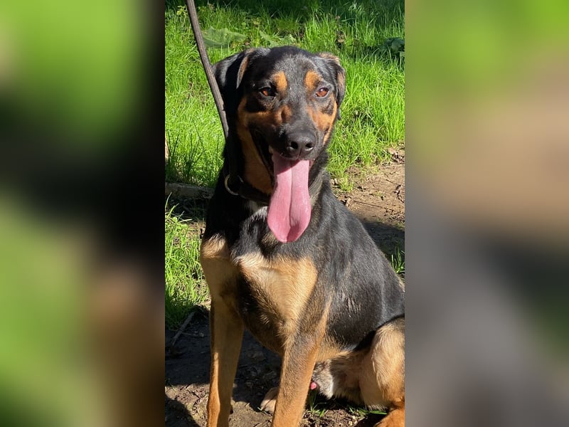 Robin - (Dringend Zuhause oder Pflegestelle gesucht) Ein unbeschriebenes Blatt...