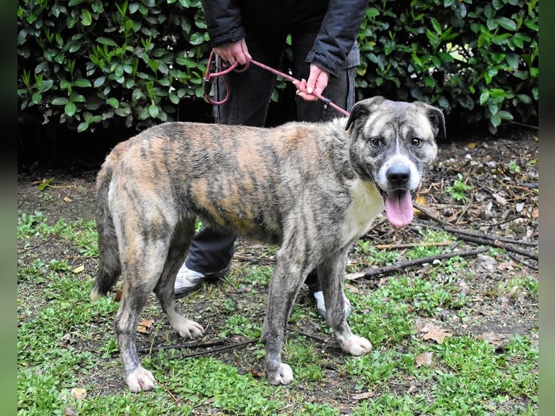 Fionella - Tigerchen sucht Familie