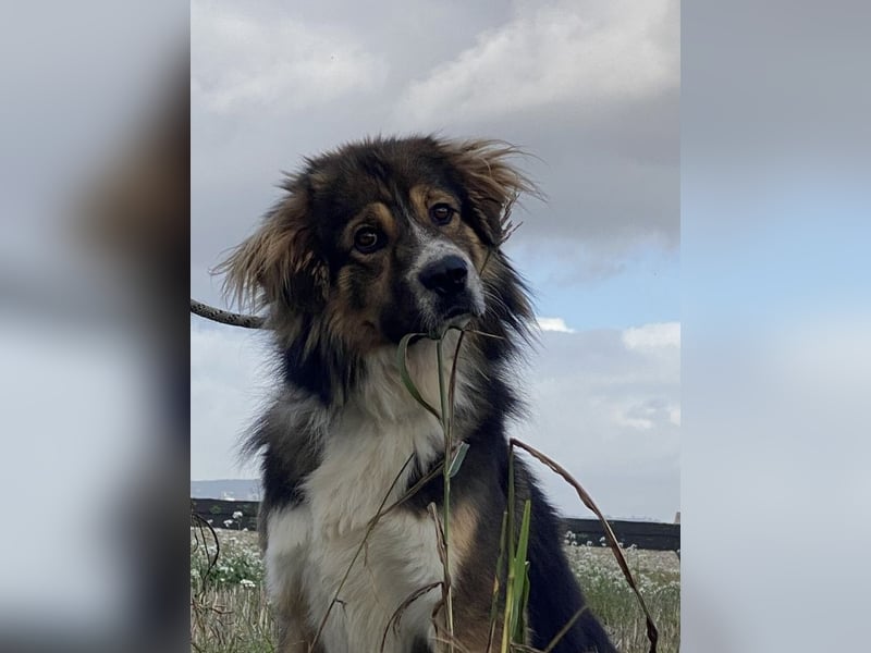 Leo - Leo, Du Löwe, schüttle Deine Mähne!