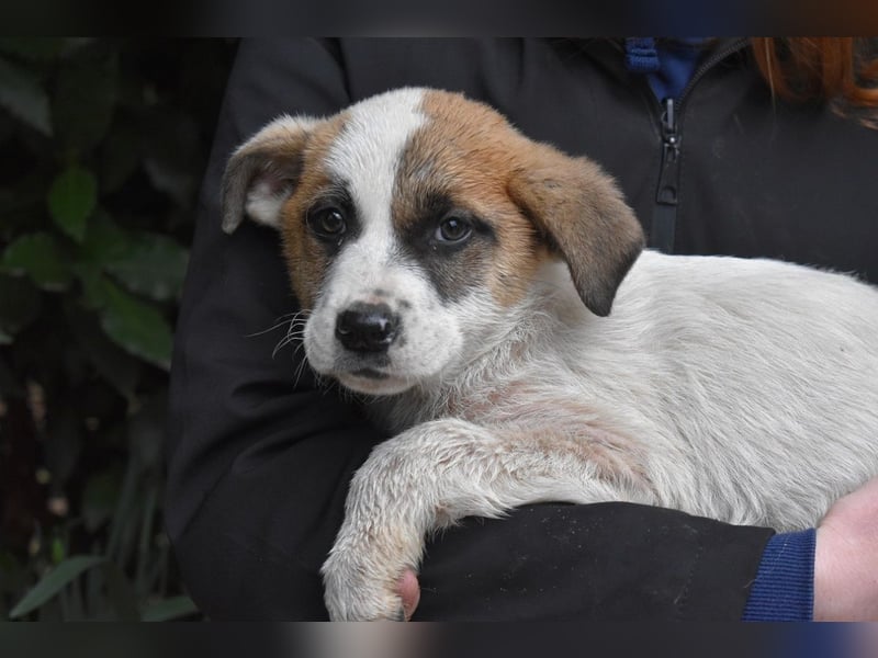 Elenio - SOS - Dringend neue Pflegestelle oder ein Zuhause gesucht - Ein leuchtendes Fellknäuel