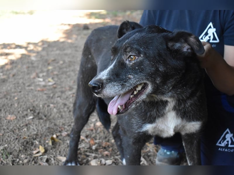 Elowen - eine Tänzerin im Mondlicht, bis die Sonne die Träume verjagt