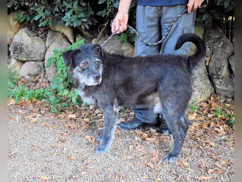 Baldovino - Lieber, großer Kerl fragt: Darf ich zu Dir?