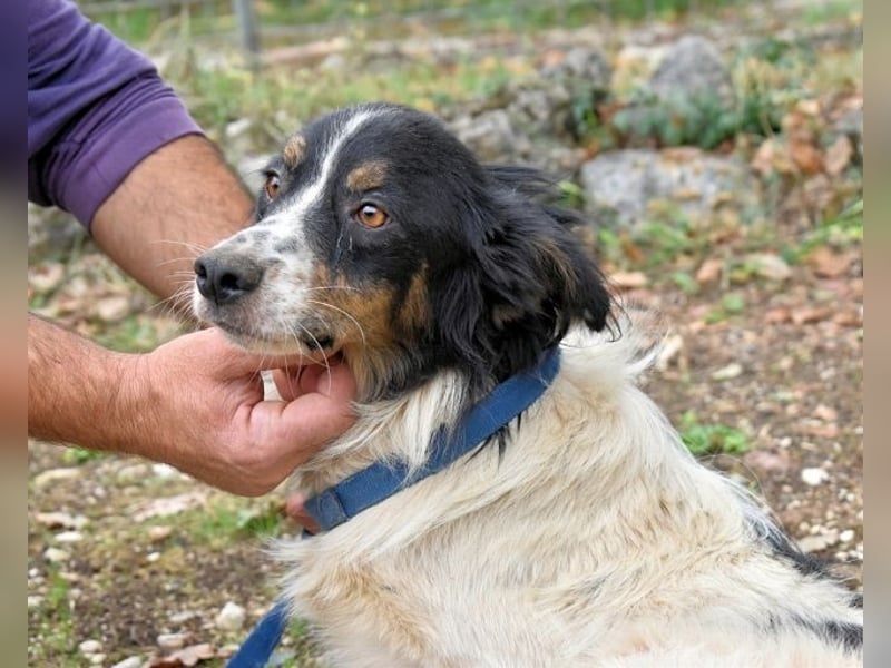 Collin - Wer Vertrauen hat, erlebt jeden Tag Wunder