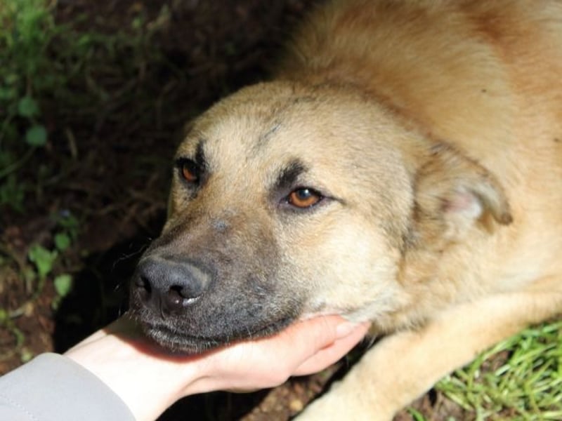 Zeebo - Z wie Zuckersüß und Zauberhaft