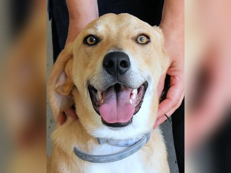 Wiper - Möchte die Welt im Sturm erobern