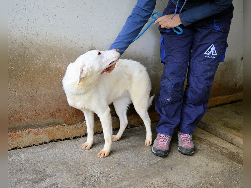 Arriel - aller guten Dinge sind drei