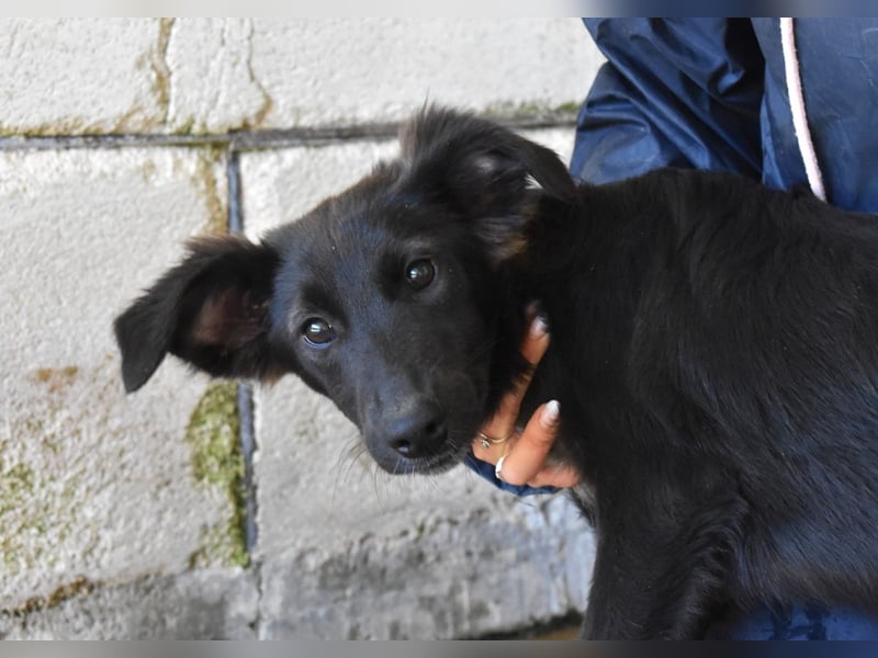 Nerissa - Das Märchen von den fünf Schwestern