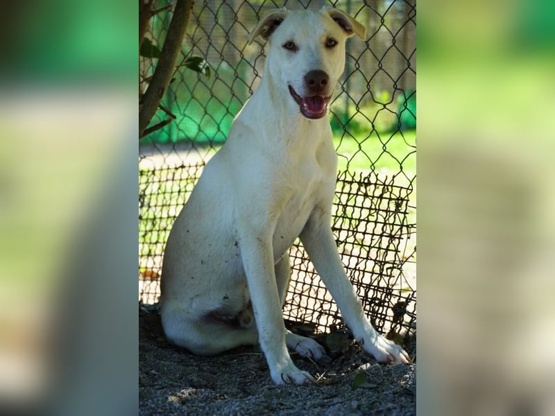 Titanio - (Dringend Pflegestelle oder Zuhause gesucht) Bereit Herzen im Sturm zu erobern