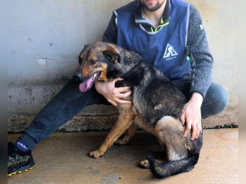 Alvis - Zurückgelassen mit nichts als Hoffnung