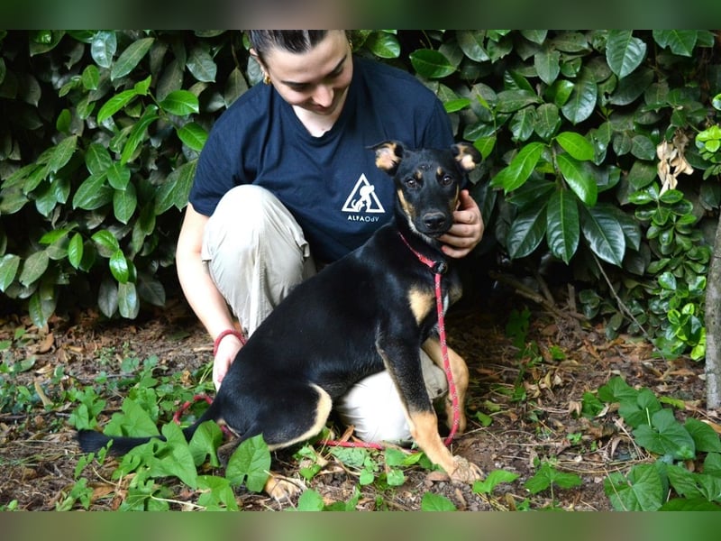 Drifa - vorsichtiges Hundemädchen auf der Suche nach Geborgenheit