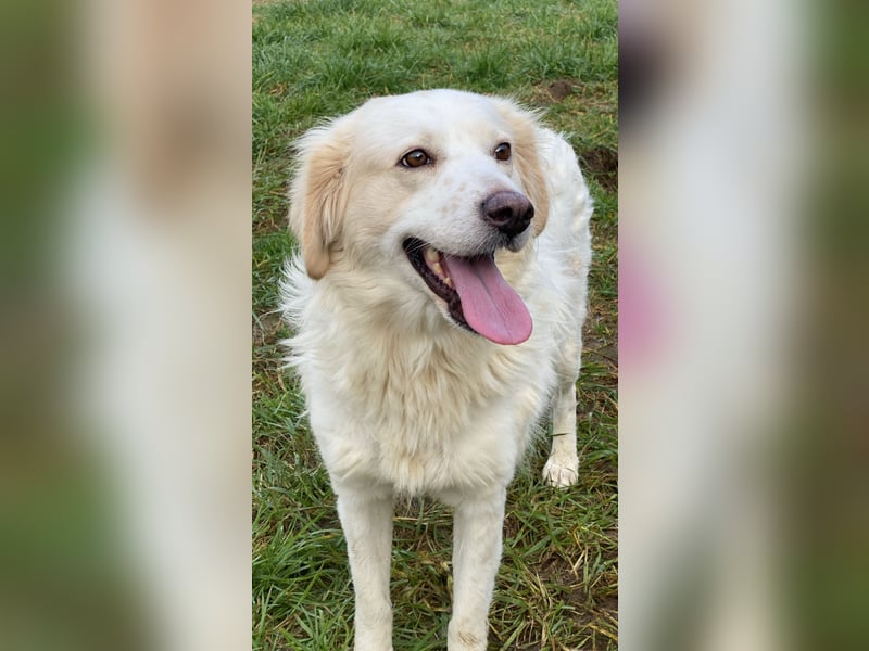 Idylle - Sanfte Hündin sucht Lieblingsmenschen