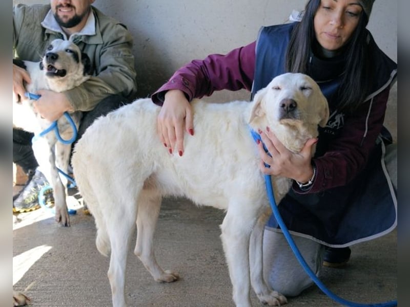 Arriel - aller guten Dinge sind drei