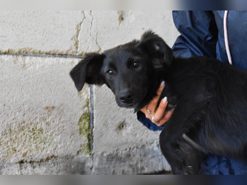 Nerissa - Das Märchen von den fünf Schwestern