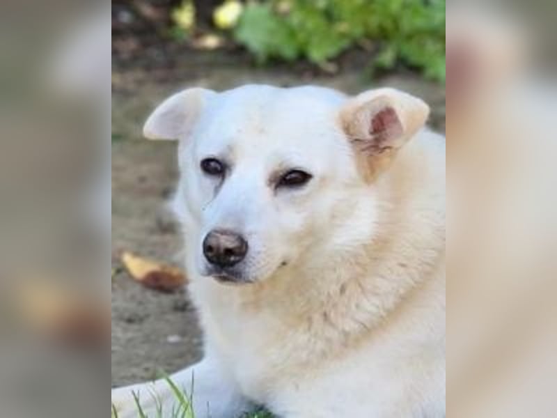 Gea - eine zarte Seele auf der Suche nach ihren Menschen