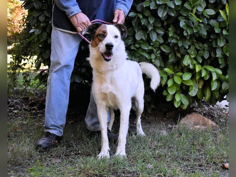 Miah - wohn"haft" in einem Hundelager