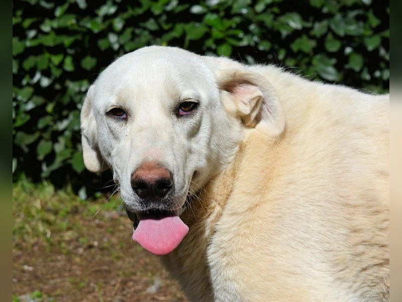 Scoutie - Ein riesiges Missverständnis!