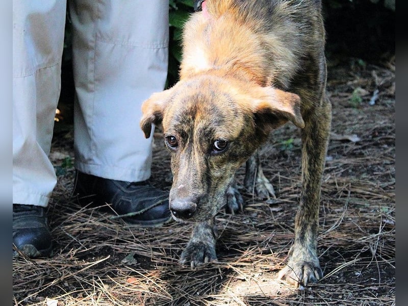 Ulick - hat alles verloren