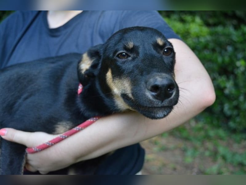 Domitia - neugierige Junghündin mit sanftem Wesen