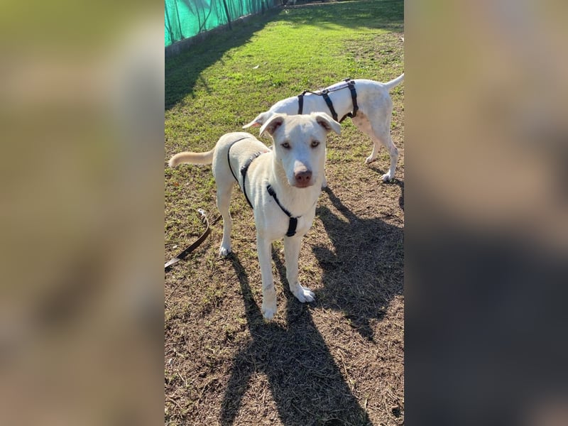 Titanio - (Dringend Pflegestelle oder Zuhause gesucht) Bereit Herzen im Sturm zu erobern