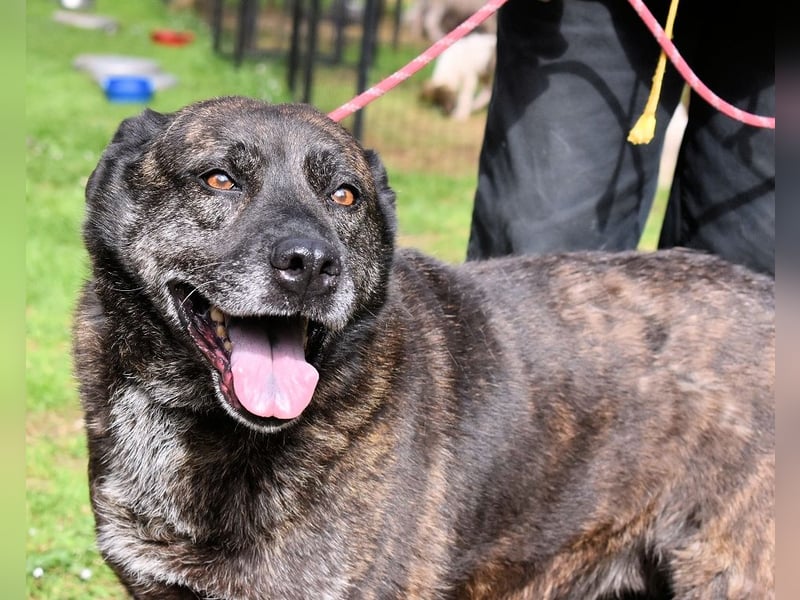 Fareeda - Wo die Schmetterlinge wohnen