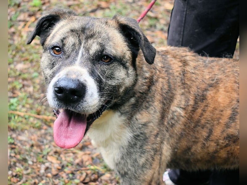 Fionella - Tigerchen sucht Familie