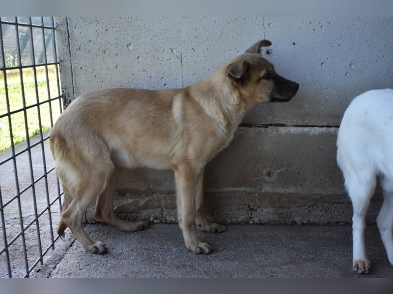 Quarven - Kleiner Hundejunge, was nun?