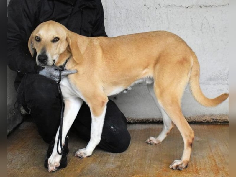 Wiper - Möchte die Welt im Sturm erobern